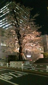 渋谷の桜