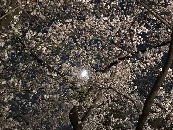 夜桜