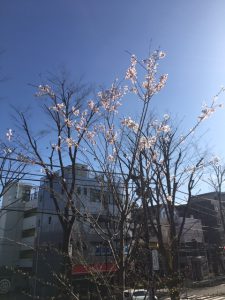 江戸緋寒桜