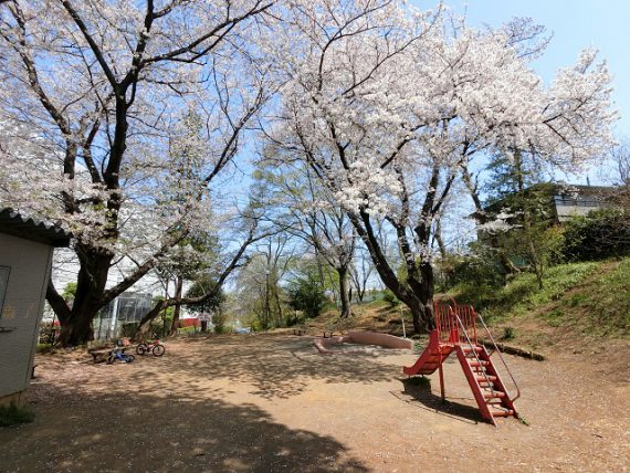 公園の桜