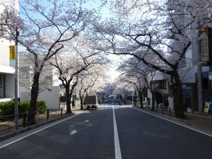 宮崎台駅桜