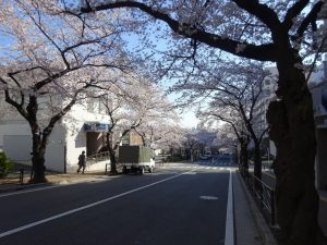 宮崎台駅桜