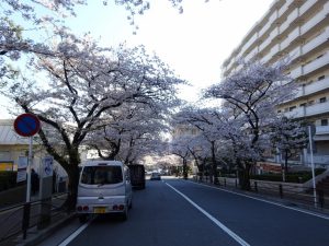 宮崎台駅さくら