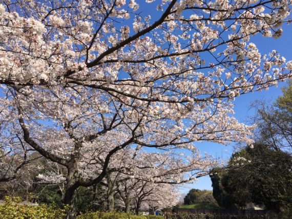 緑ヶ丘霊園のさくら