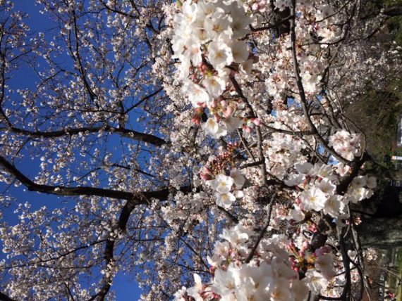 緑ヶ丘霊園の桜