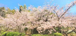 ふるさと公園