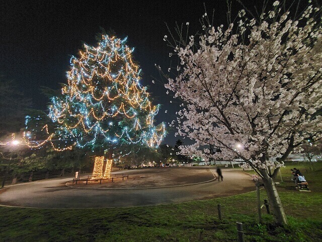 たまプラーザ　桜　イルミネーション