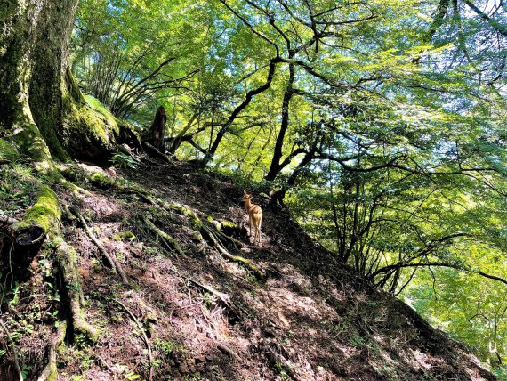 山の中の鹿